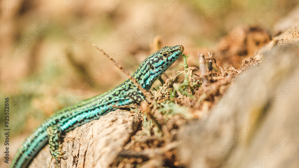 Endemic Ibizan wall lizard basking on a rock Endemic Ibizan wall lizard basking on a rock
