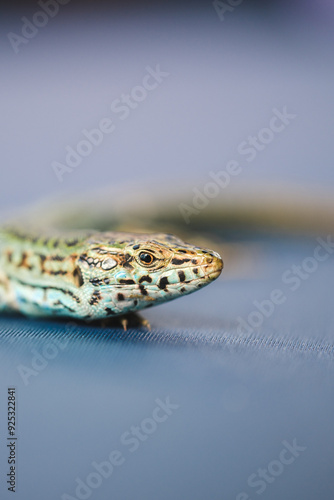 Close-up of a Pityusic lizard endemic to Ibiza and Formentera photo