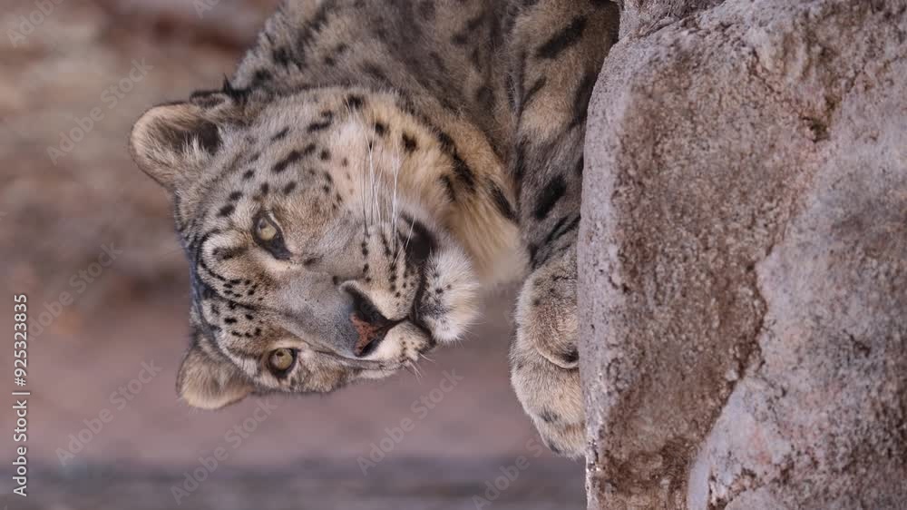 Snow leopard perched on rock staring at camera. Closeup macro portrait of animal. Snow leopard perched on rock staring at camera. Closeup macro portrait of animal.