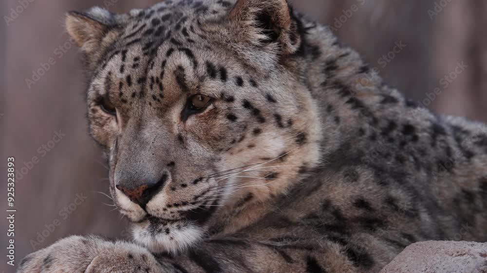 Snow Leopard staring at camera. Snow Leopard staring at camera.
