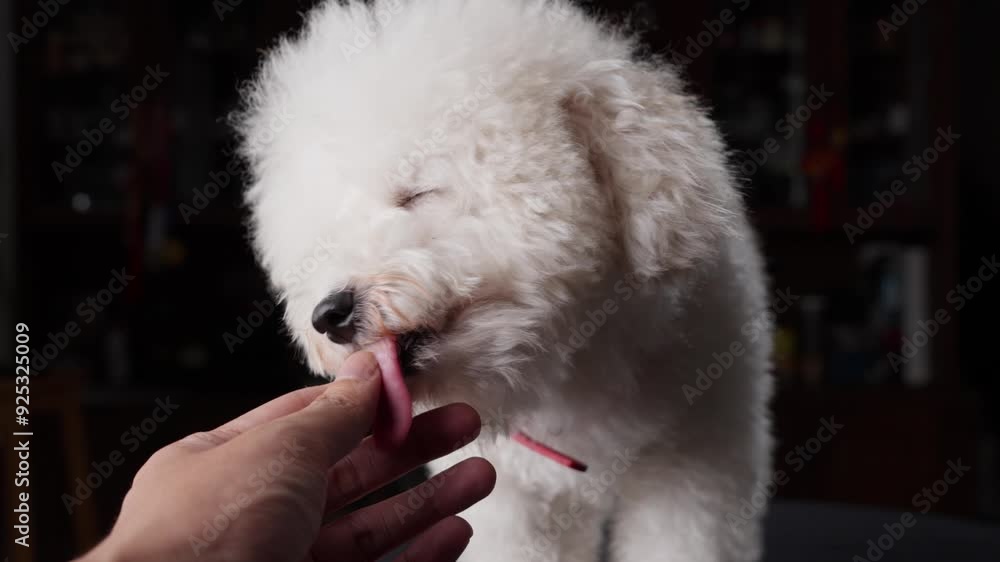 White Toy Poodle Wearing A Red Necklace Licking Hand; Cute, Friendly, Dog Isolated On Black.