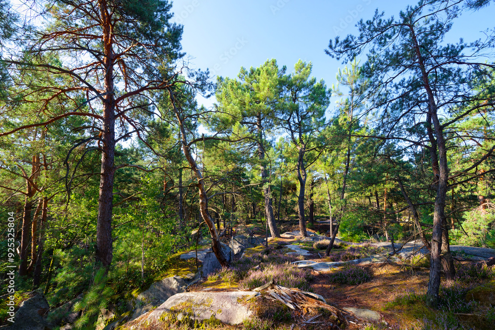 Fototapeta premium Hillside off the High plains rock. Fontainebleau forest
