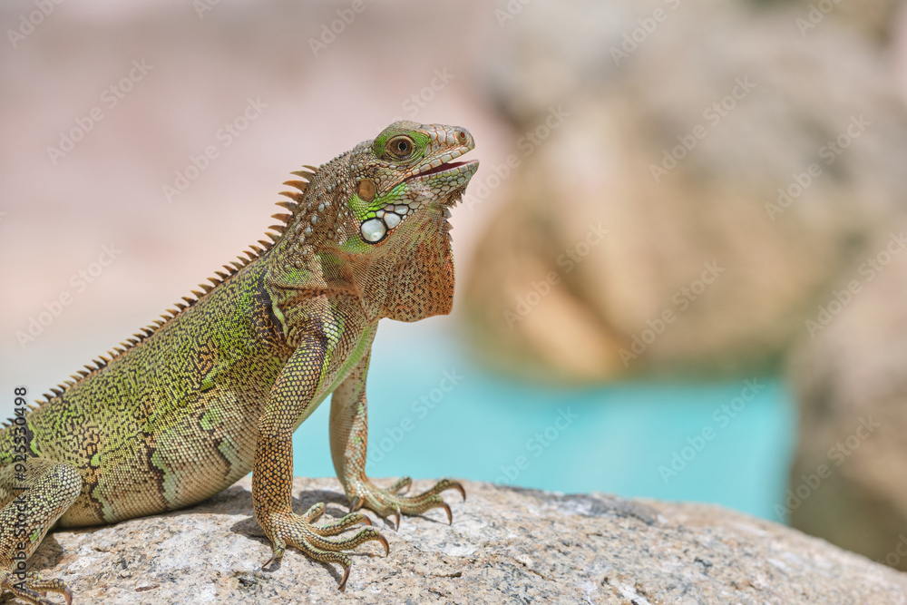 Iguana on dry ground in desert on sunny day Iguana on dry ground in desert on sunny day