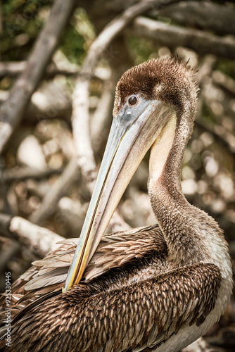Brown pelican sitting on tree branch