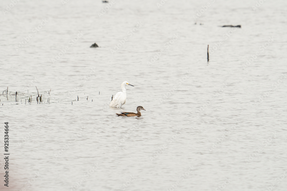 Snowy Egret shorebird and a water fowl species of duck or loon in a freshwater pool in a wetland swamp coastal bay along the Atlantic seashore of America Snowy Egret shorebird and a water fowl species of duck or loon in a freshwater pool in a wetland swamp coastal bay along the Atlantic seashore of America