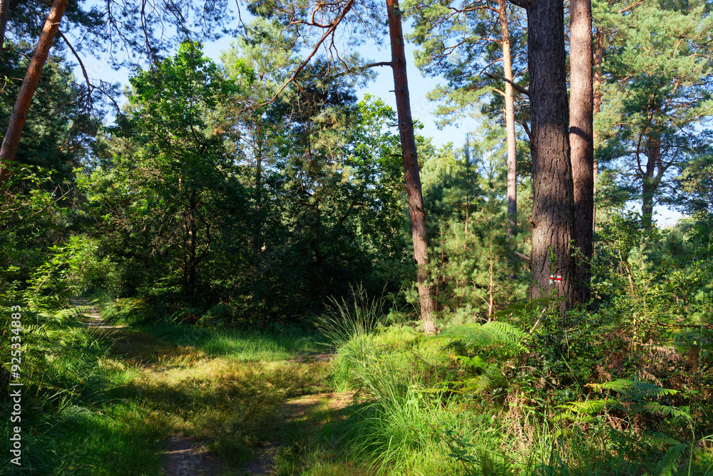 White and red double stripes mark, GR11 long-distance hiking trail in Fontainebleau forest White and red double stripes mark, GR11 long-distance hiking trail in Fontainebleau forest