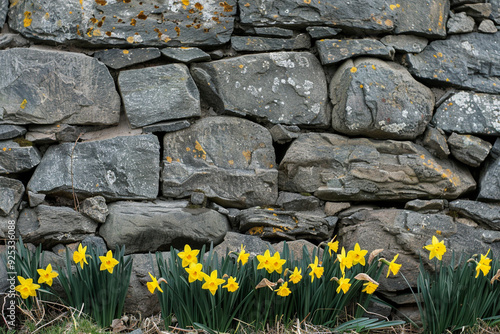 Stone Wall with Yellow Daffodils