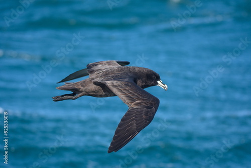Procellaria aequinoctialis - 	White-chinned Petrel - Pardela preta, birdwatching, south america