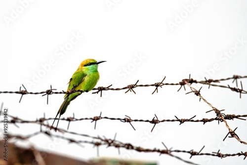 Green bee eater sitting on thorny fence against a white background in Nagercoil Inida photo