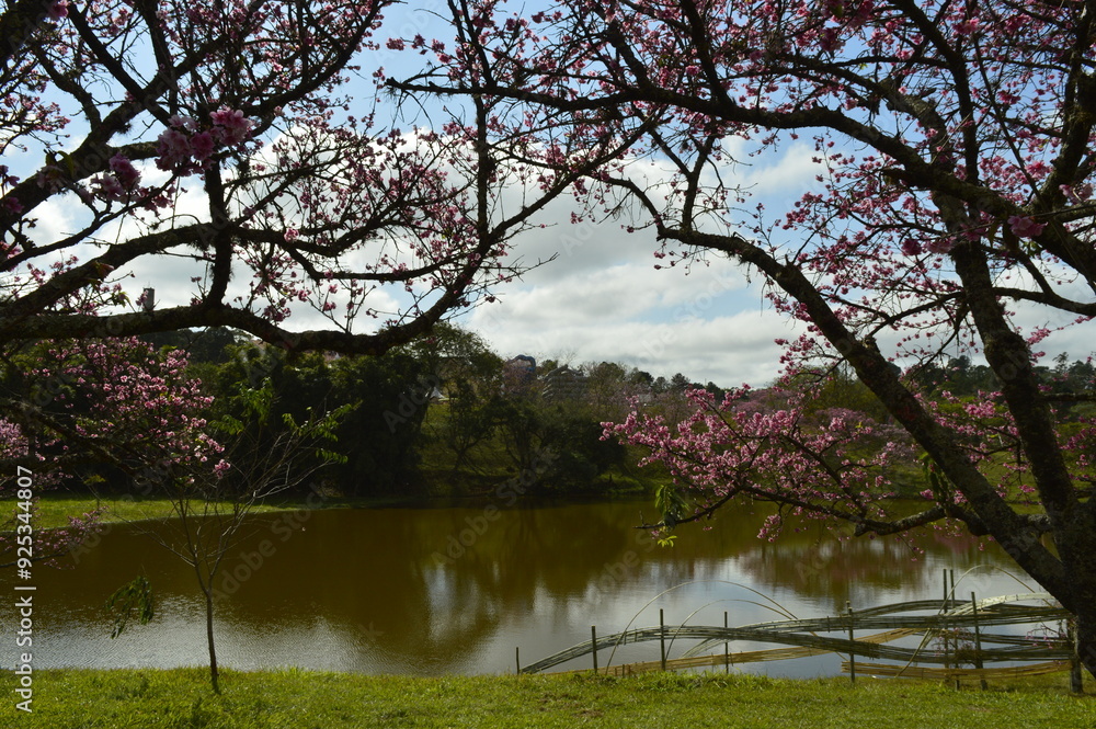 Obraz premium Vista de lago e cerejeira