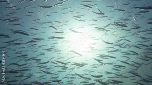 Bait fish swimming in shallow waters. photo