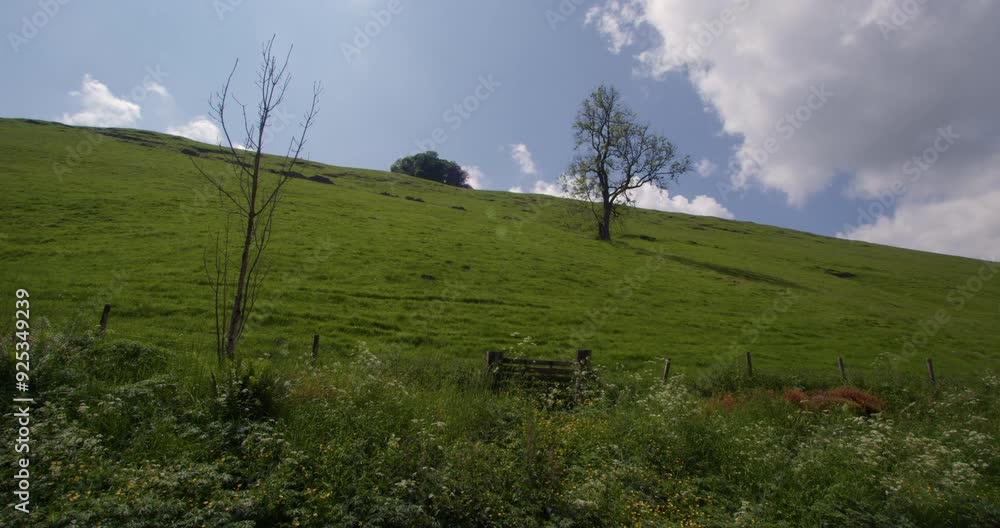 Extra wide shot looking up michill bank hill with solitary tree right of frame Extra wide shot looking up michill bank hill with solitary tree right of frame