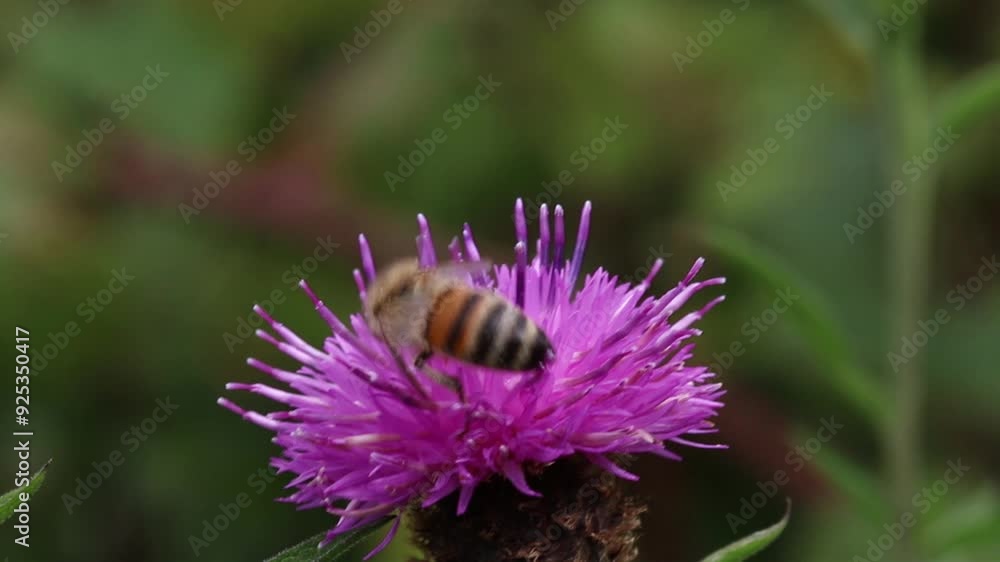 A Honeybee, Apis mellifera, feeding on a Knapweed flower, Centaurea nigra. Powys, Wales. UK A Honeybee, Apis mellifera, feeding on a Knapweed flower, Centaurea nigra. Powys, Wales. UK