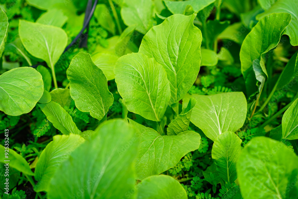 Fresh green vegetable salad growing in farm.Vegetables plantation in garden, Organic plant cultivation farm. Fresh green vegetable salad growing in farm.Vegetables plantation in garden, Organic plant cultivation farm.