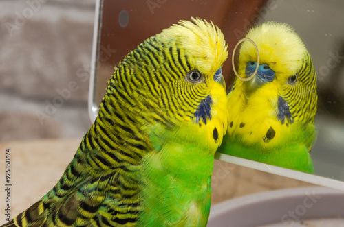 Canvas Print Adorable green budgie looking at his reflection in the mirror