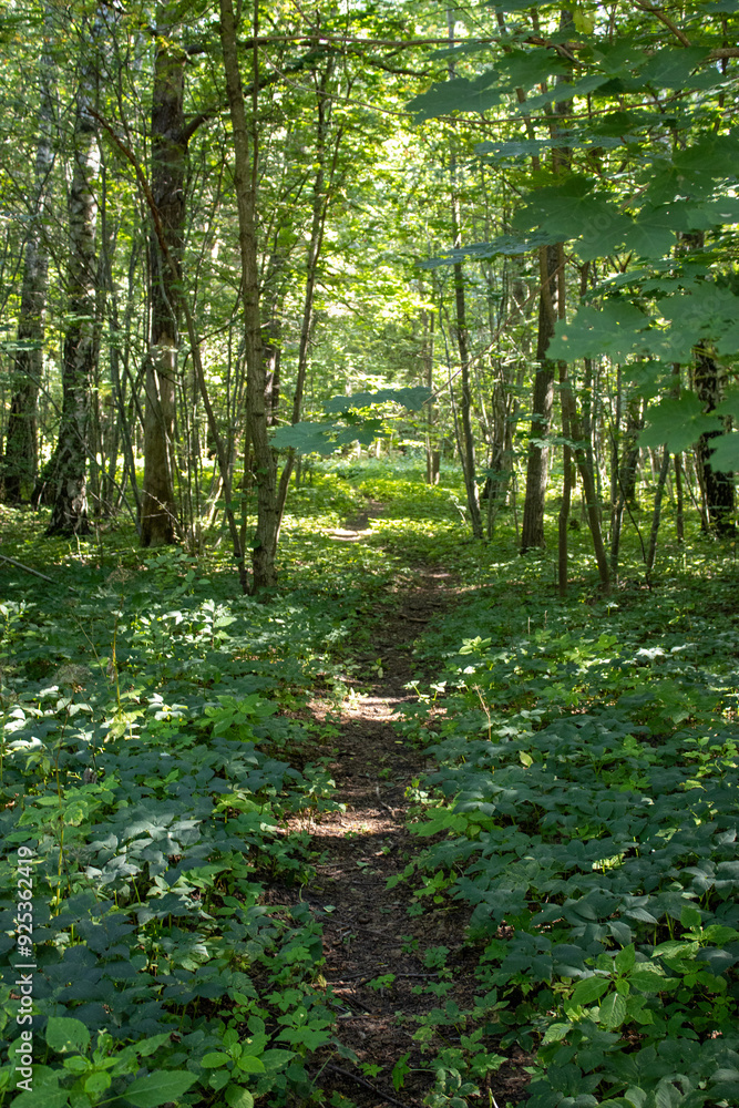 footpath in the forest footpath in the forest