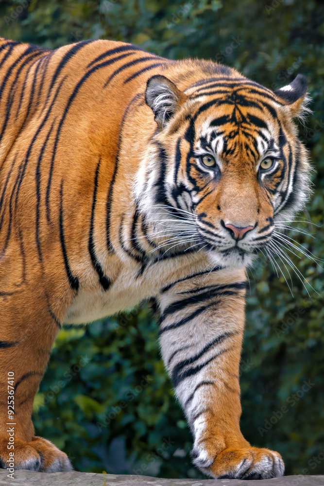 Fototapeta premium Close-up of a majestic tiger walking with a lush green forest background.