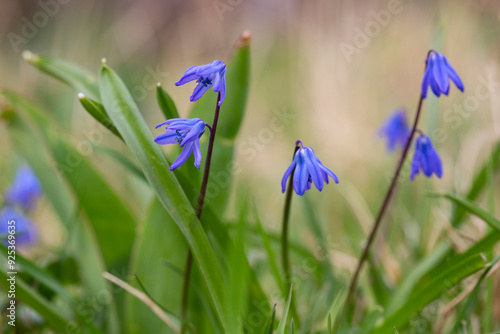 Siberian squill Scilla siberica . General view of the flowering plant photo