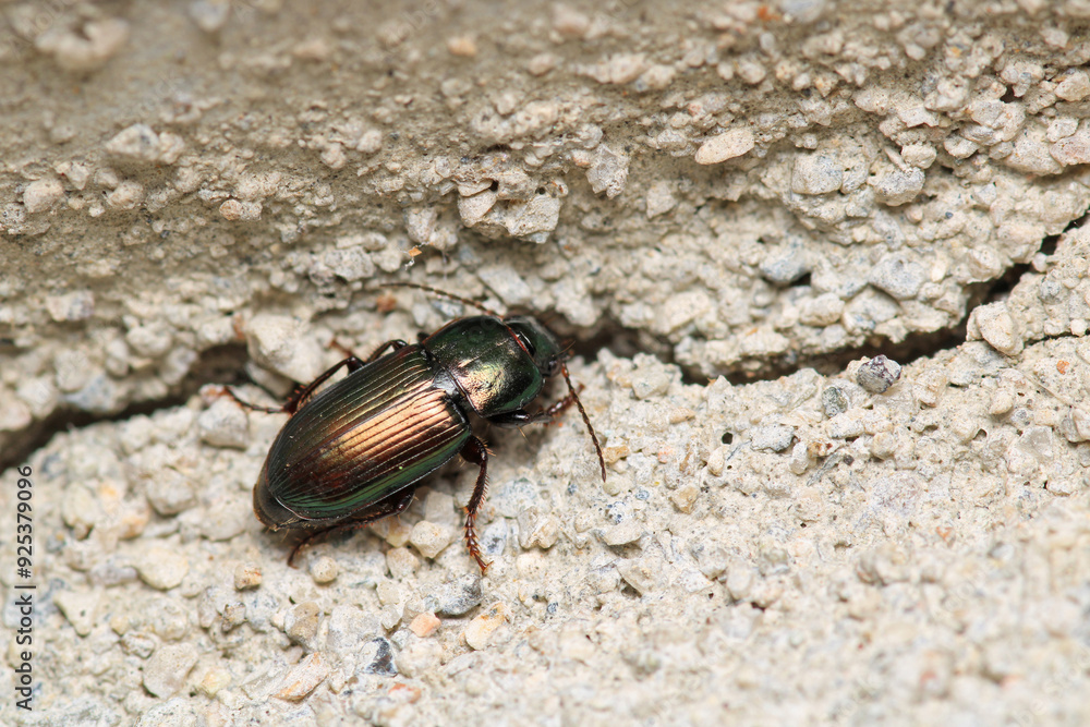 harpalus affinis insect macro photo