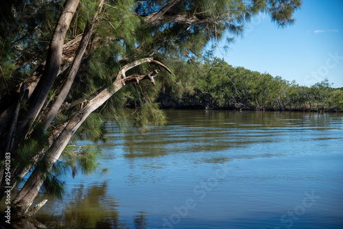 Woods forest by the river in Florida, USA