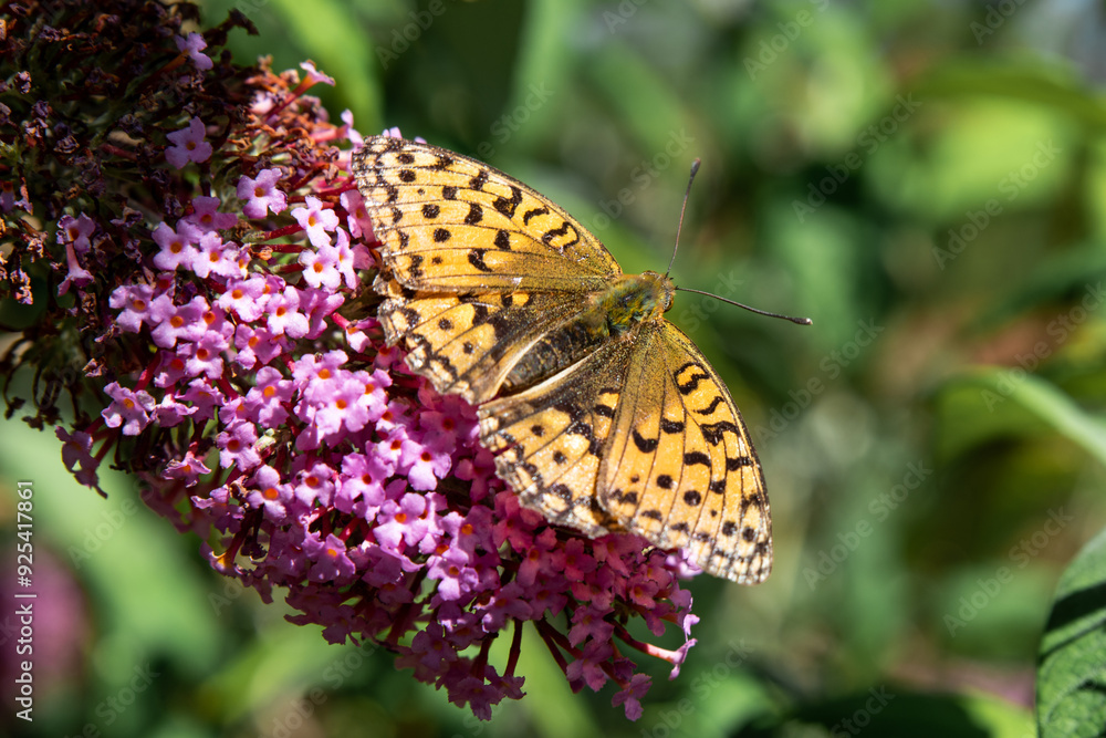 Argynnis paphia butterfly with wings down resting on flower closeup Argynnis paphia butterfly with wings down resting on flower closeup