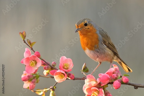 European robin Erithacus rubecula bird songbird wildlife nature predator cock o the north, beautiful animal mountain finch, animal, bird watching ornithology, flower bud fauna wildlife Europe