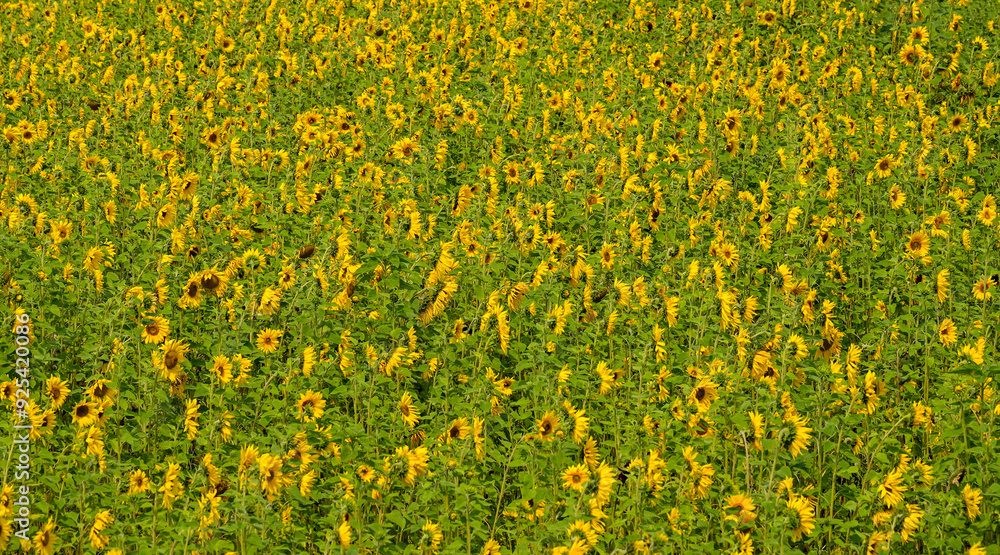 Obraz premium a large field of blooming sunflowers