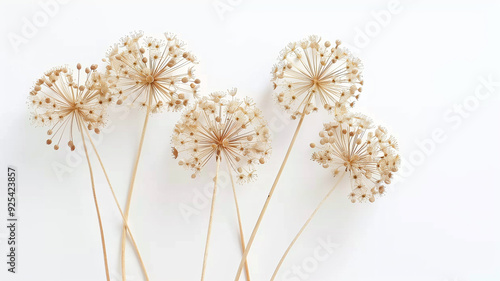 dried allium flowers with their papery seed heads. The soft, neutral tones and delicate textures create a serene and ethereal atmosphere. Ideal for wellness, spa, and botanical-themed designs.
