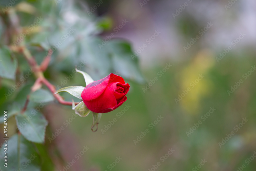 A red rose bud on a branch in the garden in spring. A red rose bud on a branch in the garden in spring.