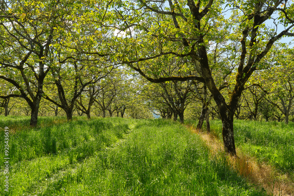 Walnut trees in summer near Rocamadour Lot Occitanie in Southern France. The walnut industry has traditionally been very important in this region. Walnut trees in summer near Rocamadour Lot Occitanie in Southern France. The walnut industry has traditionally been very important in this region.