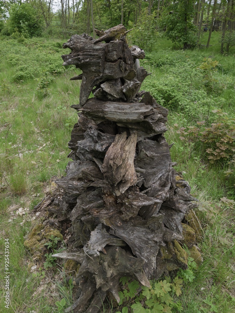 Old cut sawed torn logs wood lumber stumps stack pile heap in forest clearing wooden sculpture Old cut sawed torn logs wood lumber stumps stack pile heap in forest clearing wooden sculpture
