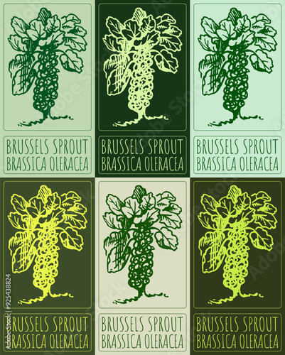 Set of vector drawing BRUSSELS SPROUT in various colors. Hand drawn illustration. Latin name is BRASSICA OLERACEA GEMMIFERA GROUP.
