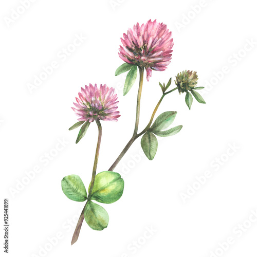 Clover flower twig with leaves and bud. Watercolor isolated illustration. Hand drawn pink field wildflowers element for spring floral und botanical design in realistic style. Blooming meadow clipart 