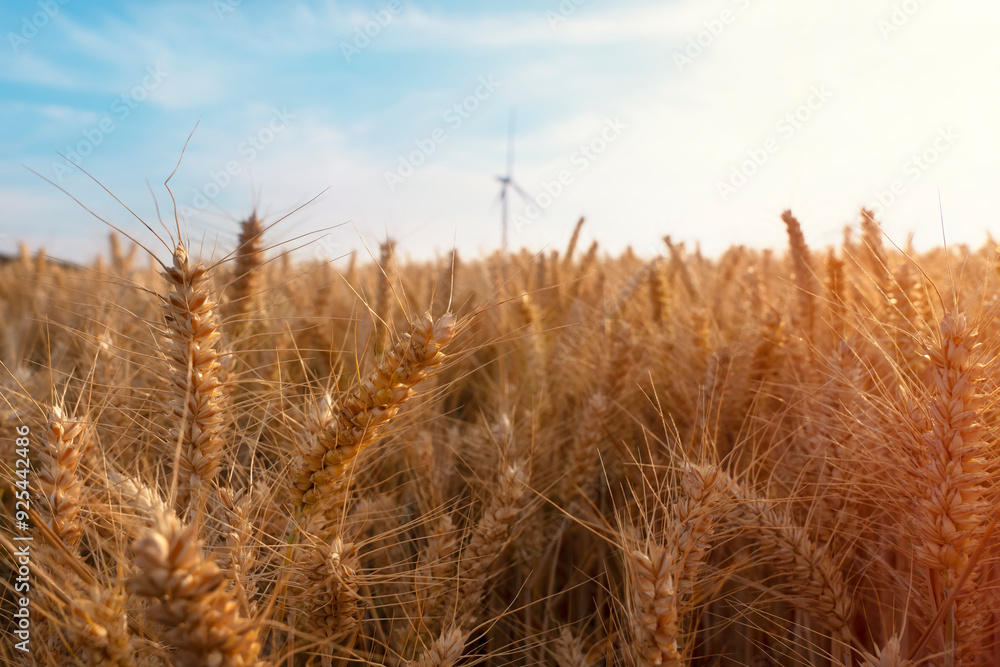 Fototapeta premium Golden Wheat Field Under Bright Blue Sky With Wind Turbine in Background at Sunset
