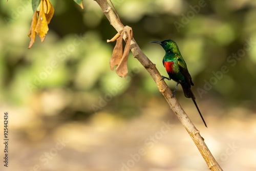 long-tailed sunbird (Cinnyris pulchellus), male perched on a branch in Gambia photo