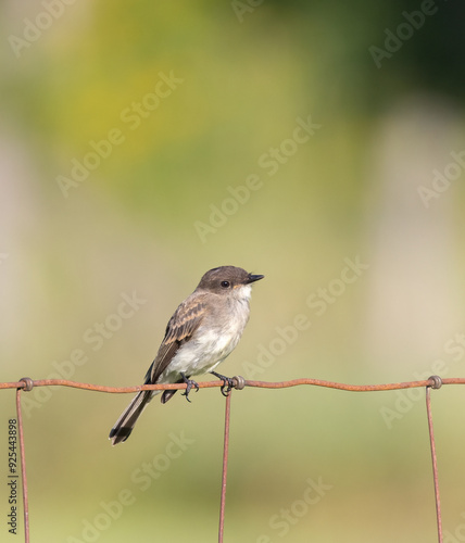 Eastern Phoebe on a rusty wire rural fence with soft green background in Ontario