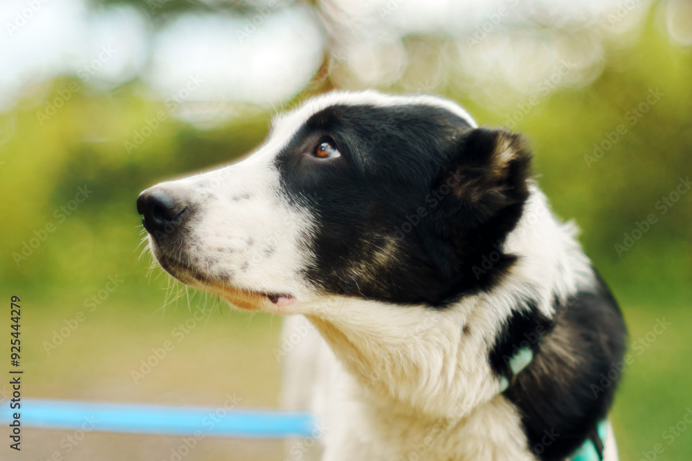 A black and white dog stands attentively, looking up with curiosity in a lush green area during the afternoon. A black and white dog stands attentively, looking up with curiosity in a lush green area during the afternoon.
