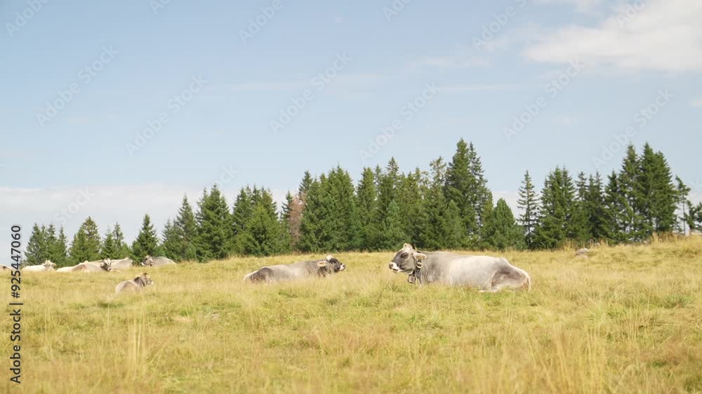 Peaceful Pastures: The Sound of Cows in the Dolomites Peaceful Pastures: The Sound of Cows in the Dolomites