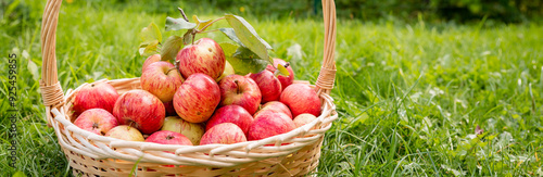 Apples in a Basket Outdoor. Sunny Background. Autumn Garden. Nature fruit concept. organic, delicious apples.genetically modified products