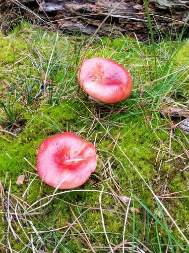 Zwei Fliegenpilze im Moos 