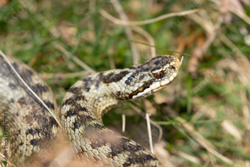 Female Adder crawling through grass, Weardale, County Durham, England, UK. photo