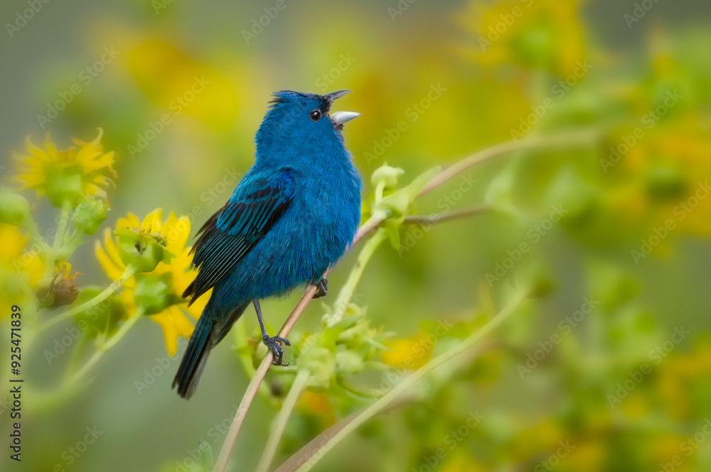 Indigo bunting, Passernia cyanea,, male in Minnesota. Indigo bunting, Passernia cyanea,, male in Minnesota.