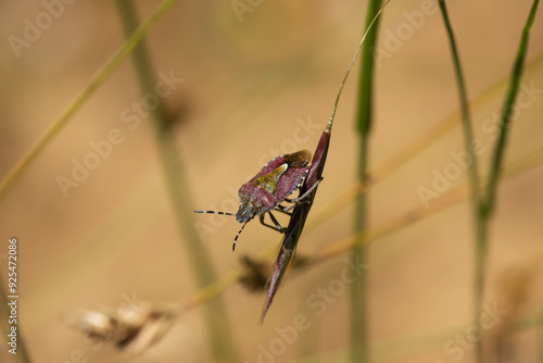 Close up image of a Sheild Bug hanging on to a grass seed head. photo