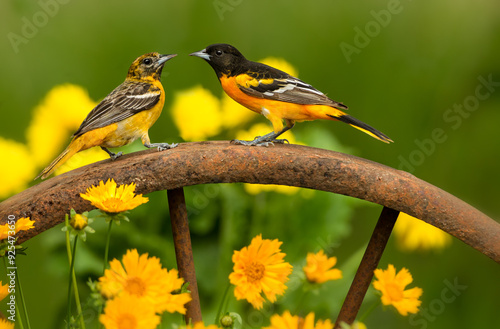 Εκτύπωση καμβά Baltimore Oriole, Icterus galbula, male and female, taken in Minnesota, in wild