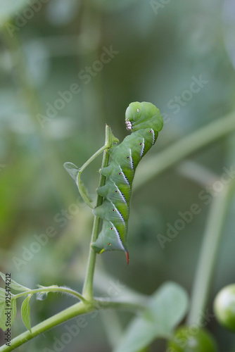 Tomato Hornworm caterpillar on a tomoto plant in garden
