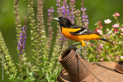 Φωτογραφία Baltimore Oriole, Icterus galbula, Minnesota,in spring.