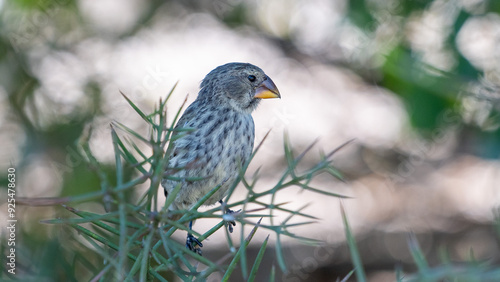 Darwin's finch in Galapagos Island, Ecuador photo