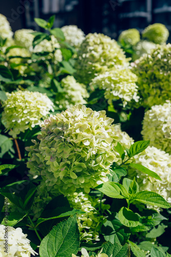 Green Hydrangea Flowers in the Garden