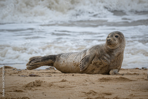 Fototapeta Naklejka Na Ścianę i Meble -  Grey seal pup, Halichoerus grypus, resting on sand beach, UK