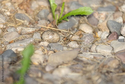 Common Night hawk, Chordeiles minor egg, nest, Minnesota.  photo